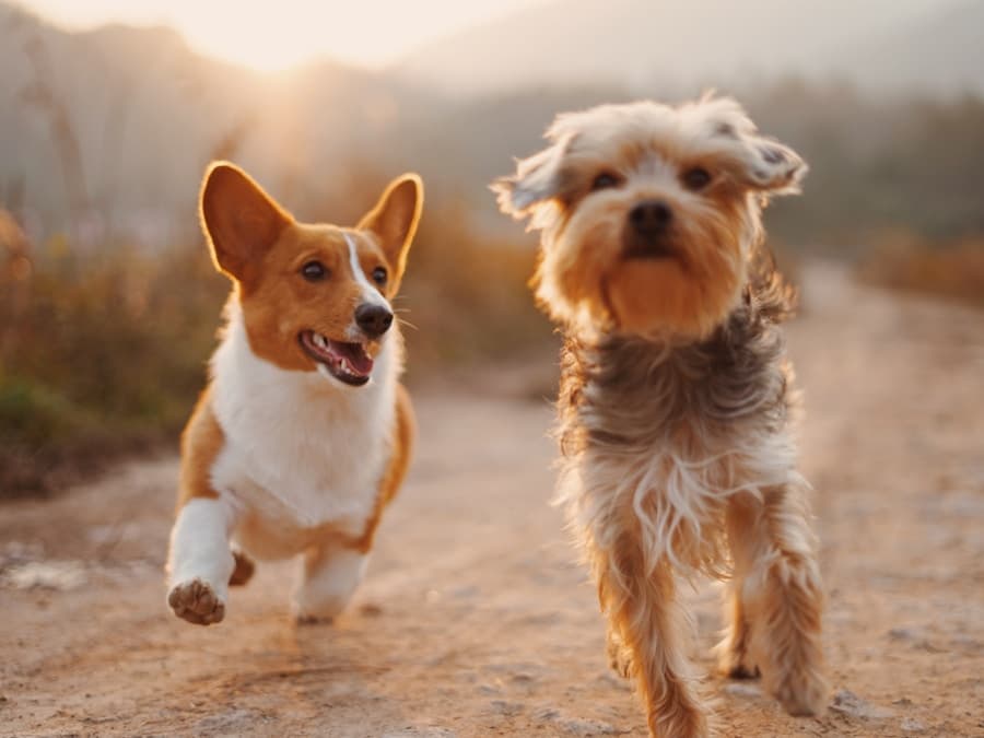 Two happy dogs